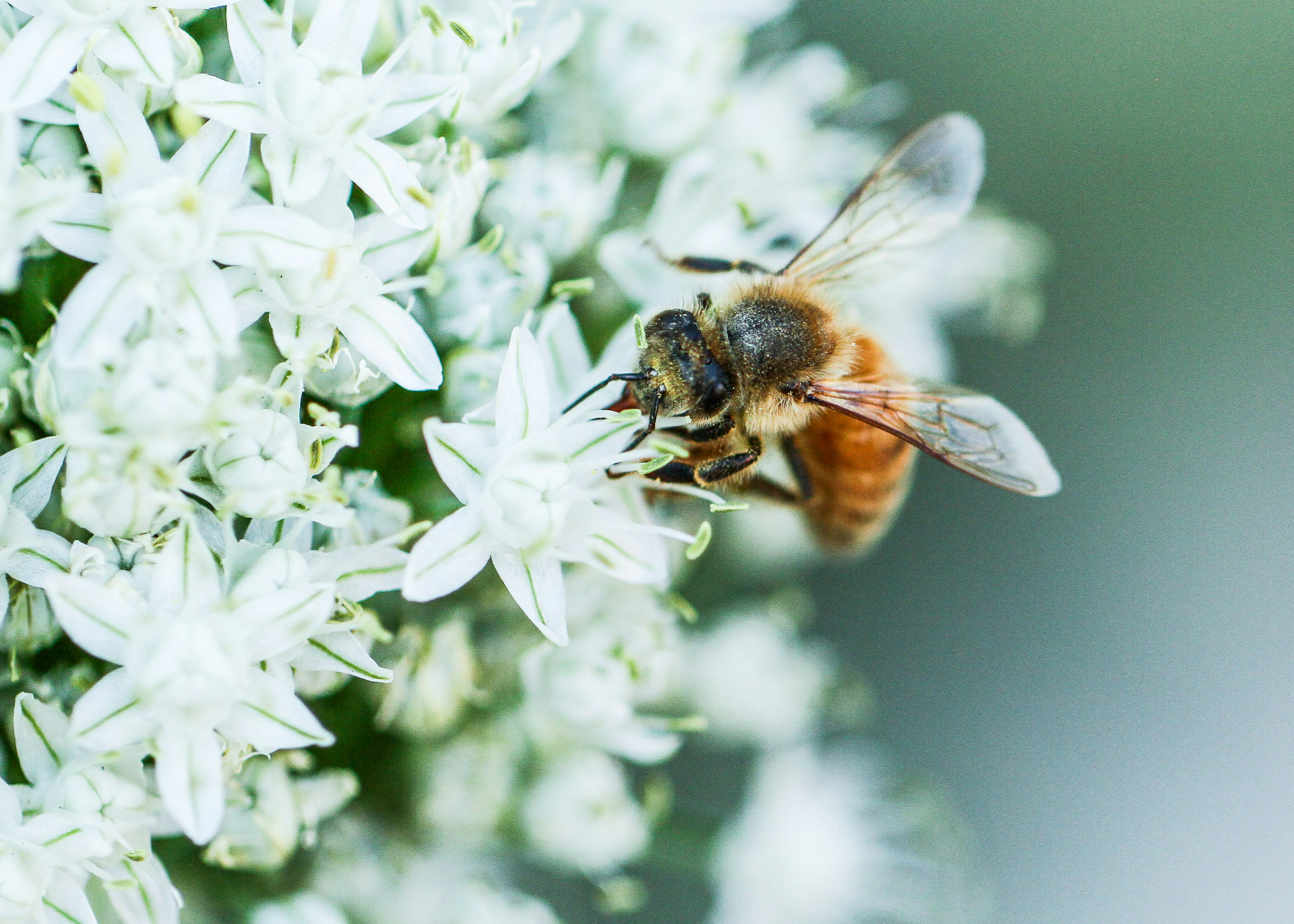 black and brown bee on white flower